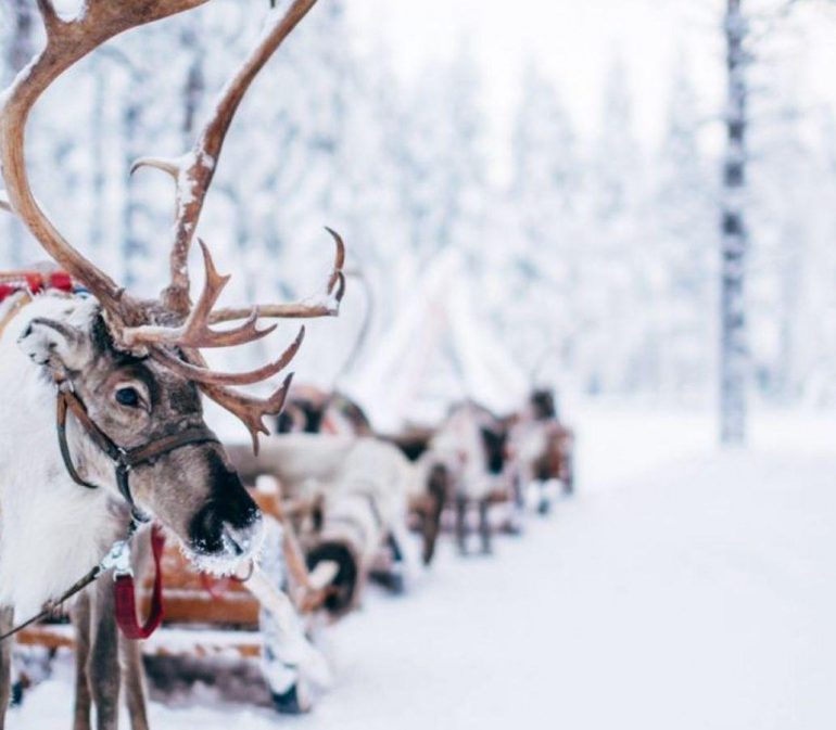 De Rendieren Staan Klaar Om Je Mee Te Nemen Op Een Korte Tocht
