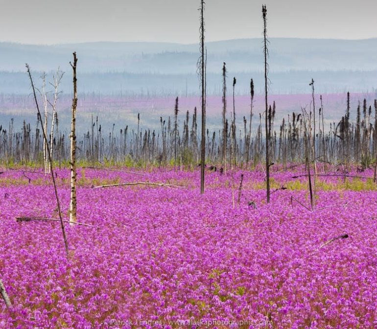 Fireweed Alaska 21030804