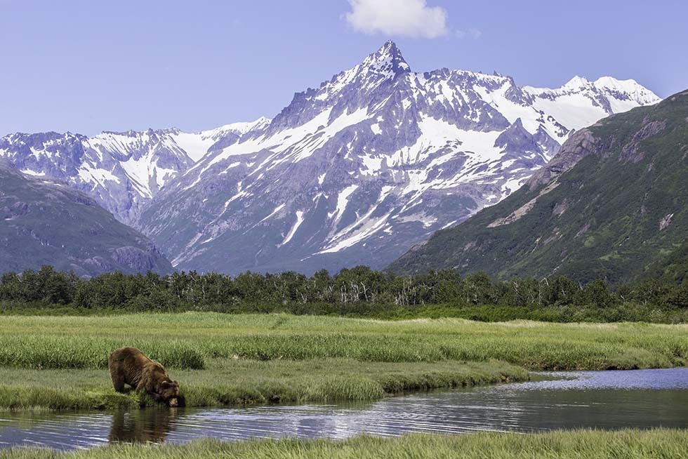 Kwl Bear With View Apmollan