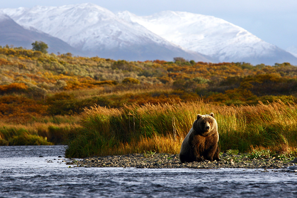 Katmai Bear