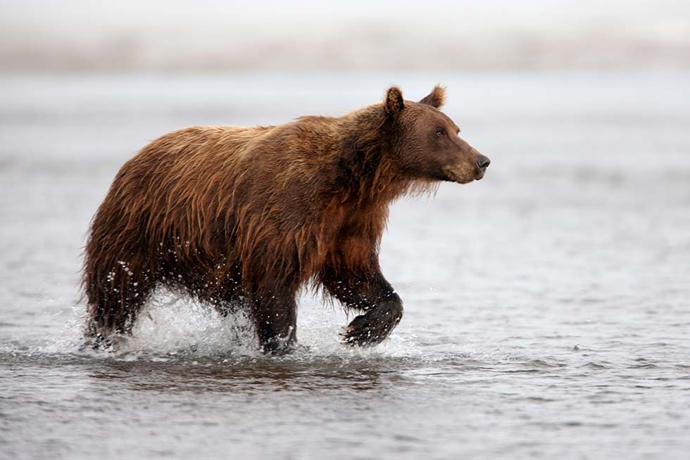 Silver Salmon Creek 10