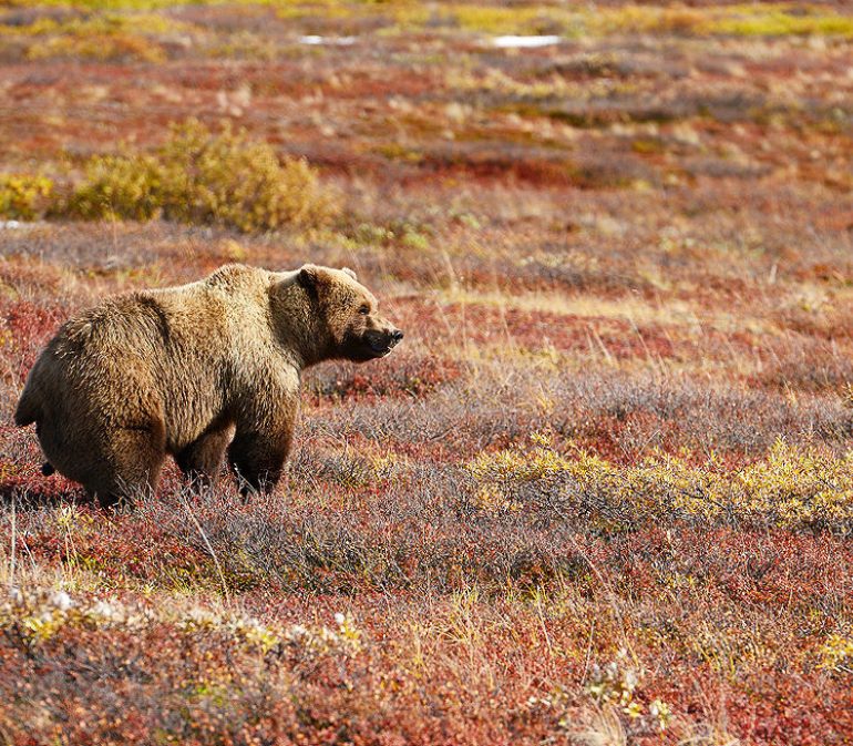 Bear 2