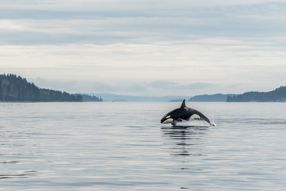 Vancouver Island Orca Wildlife