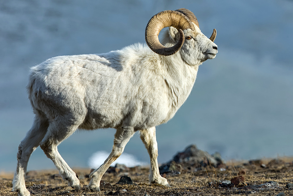Denali Goat