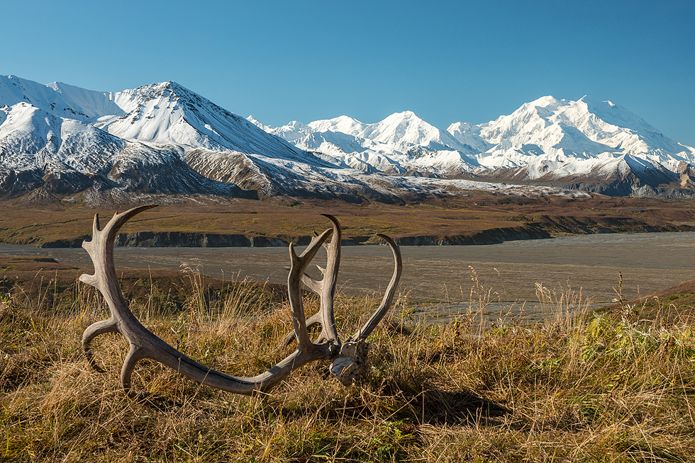 Caribou Antlers