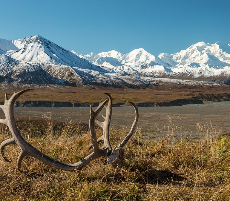 Caribou Antlers
