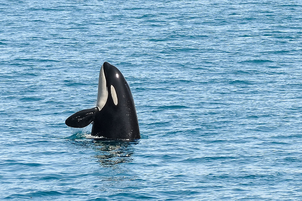 Orca