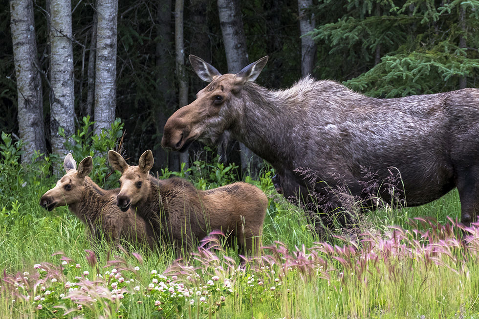 Moose Kids
