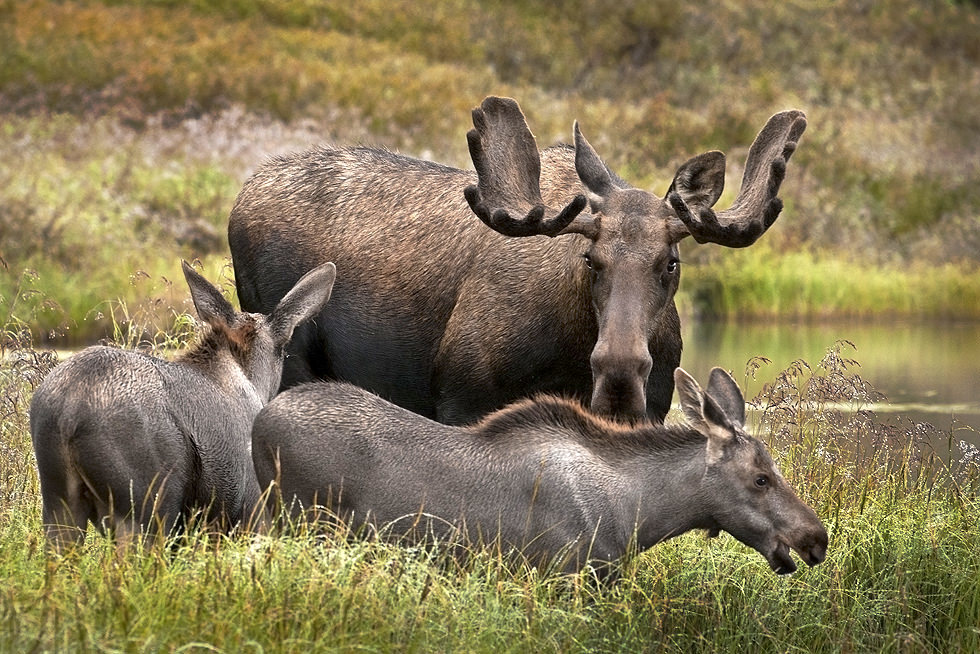 Moose Wildlife