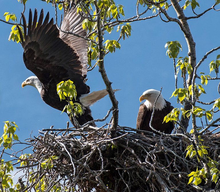 Eagle 3
