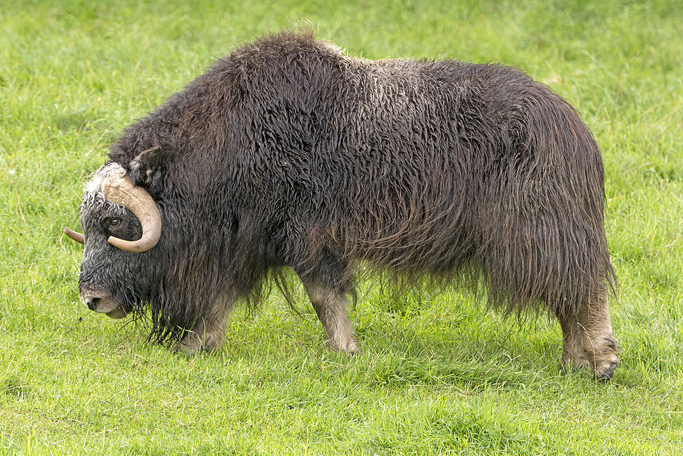 Musk Ox Matanuska