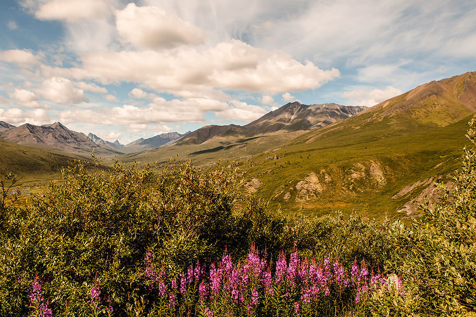 Fireweed Mountain Yukon